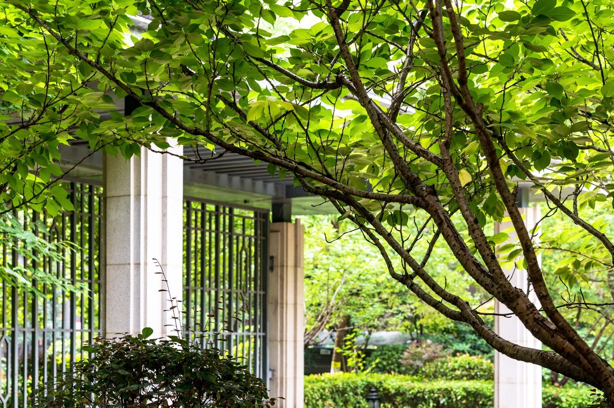 庐州印象（479）公园小区