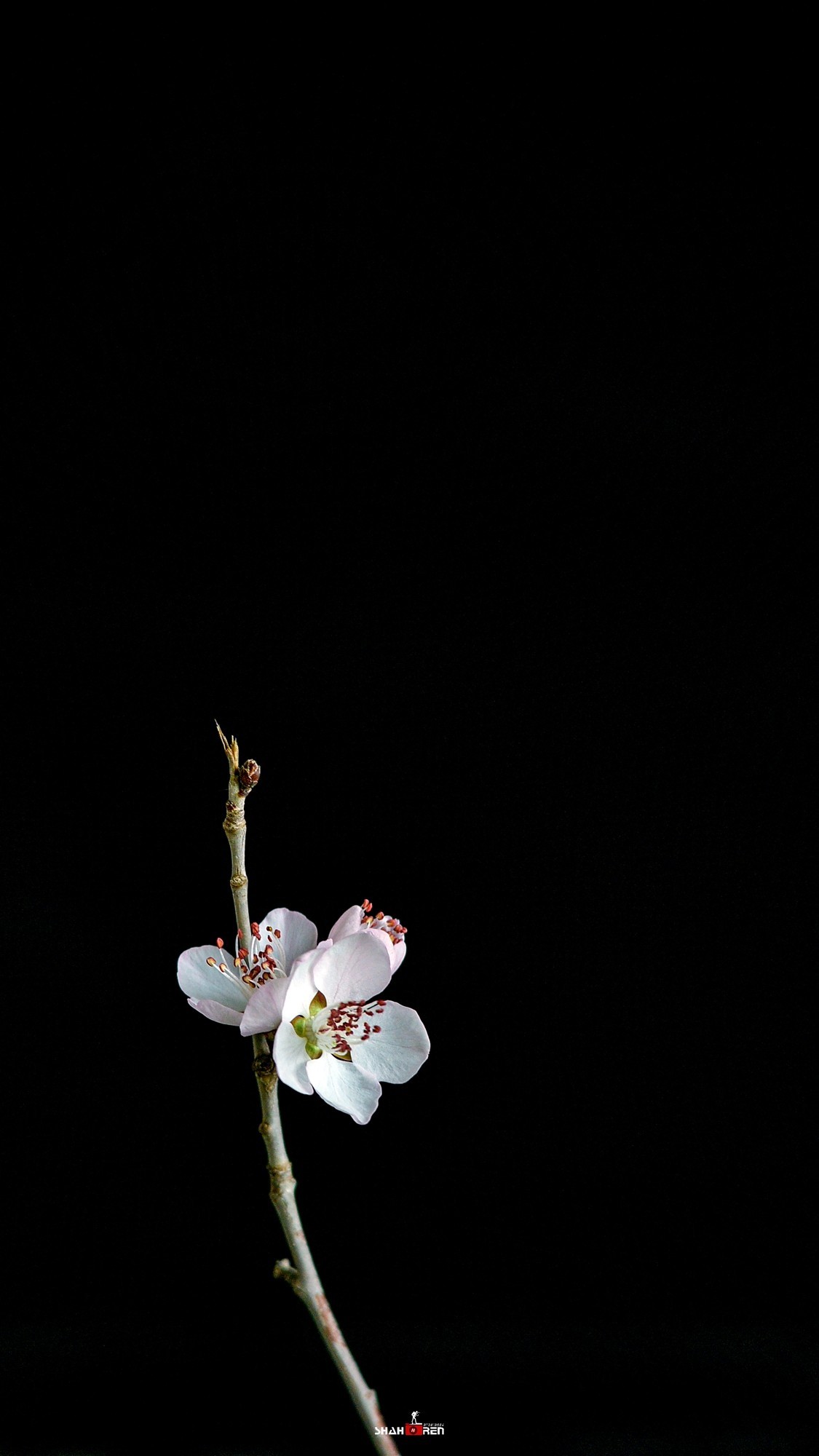 继续实拍尼康80  200 2.8d 三代