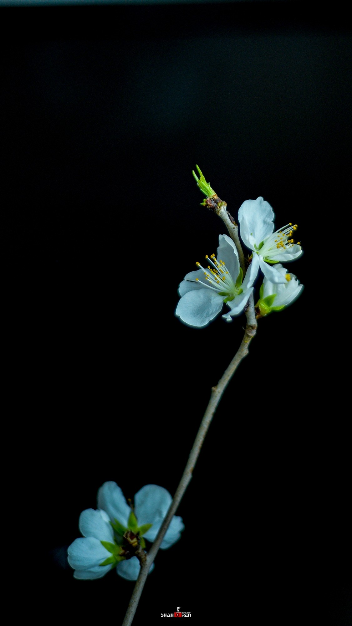 继续实拍尼康80  200 2.8d 三代