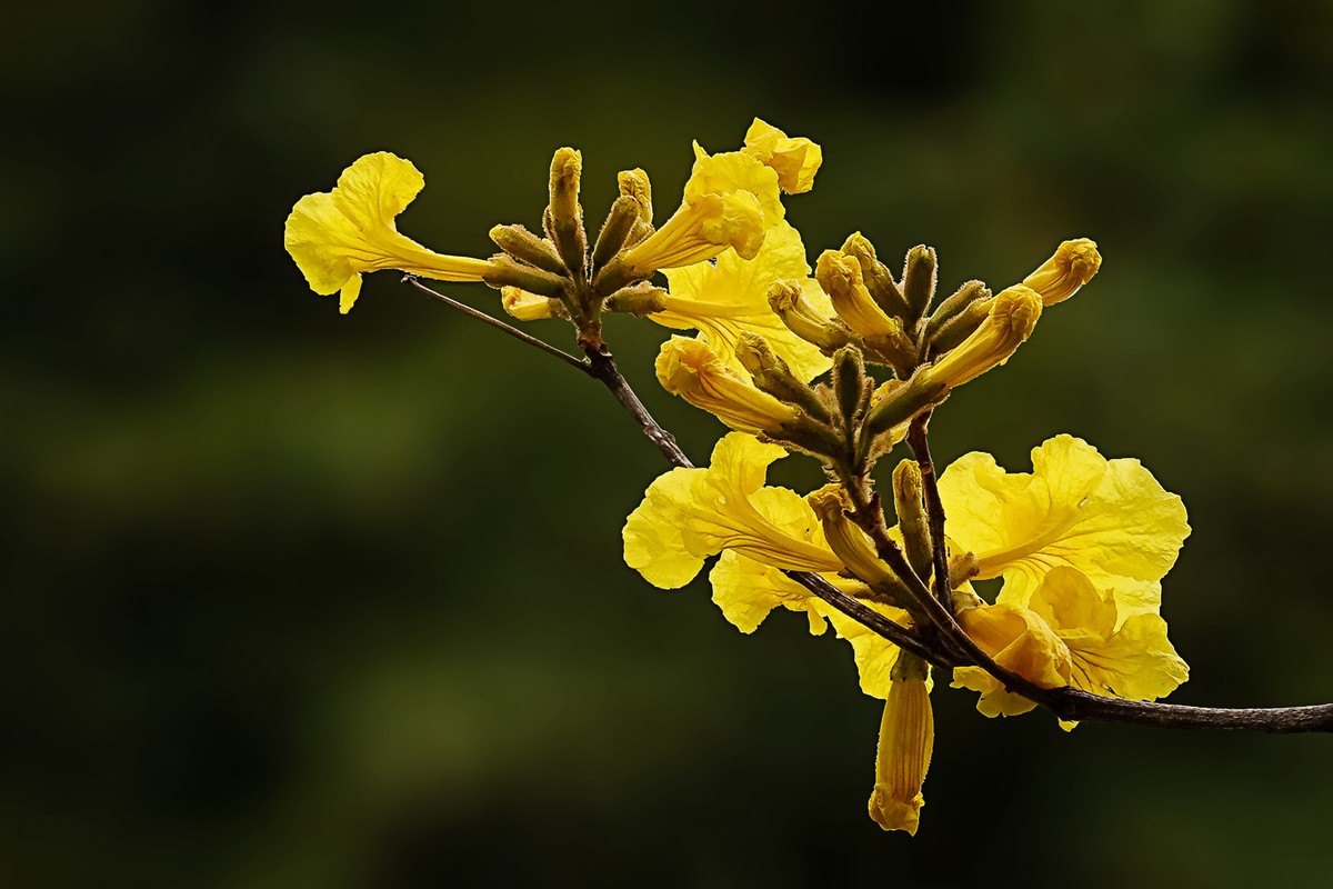 黄花风铃木