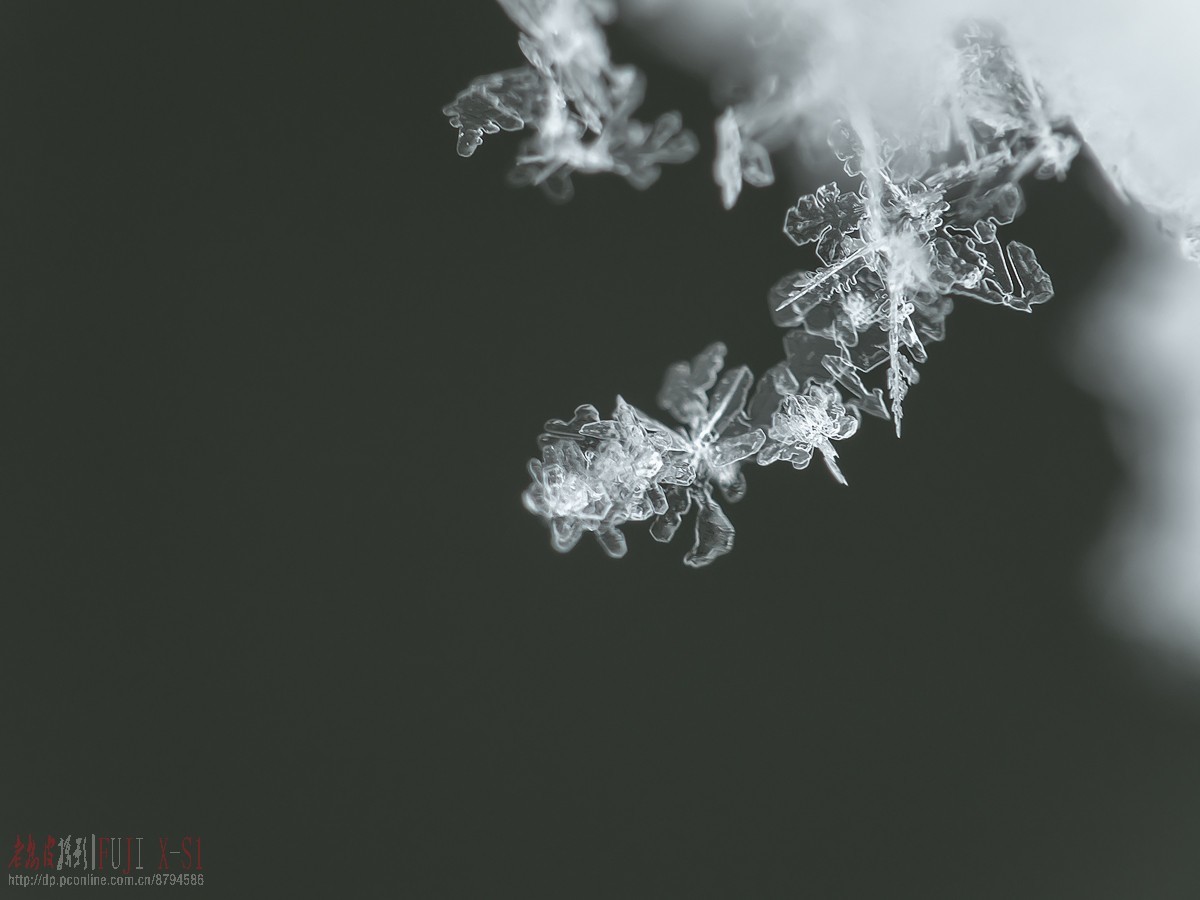 雪花 2.18