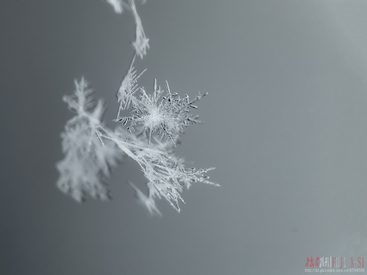 雪花 2.18