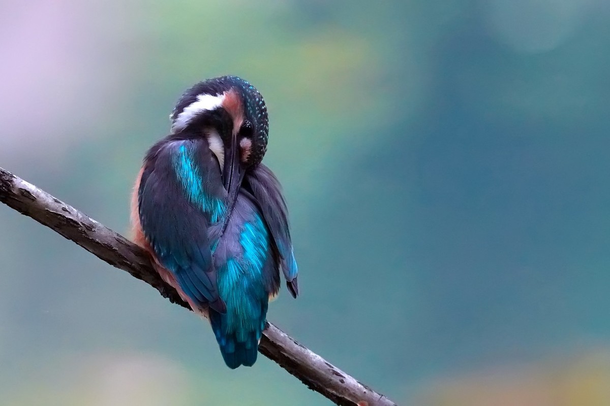 旧片_ 小翠鸟仔仔13