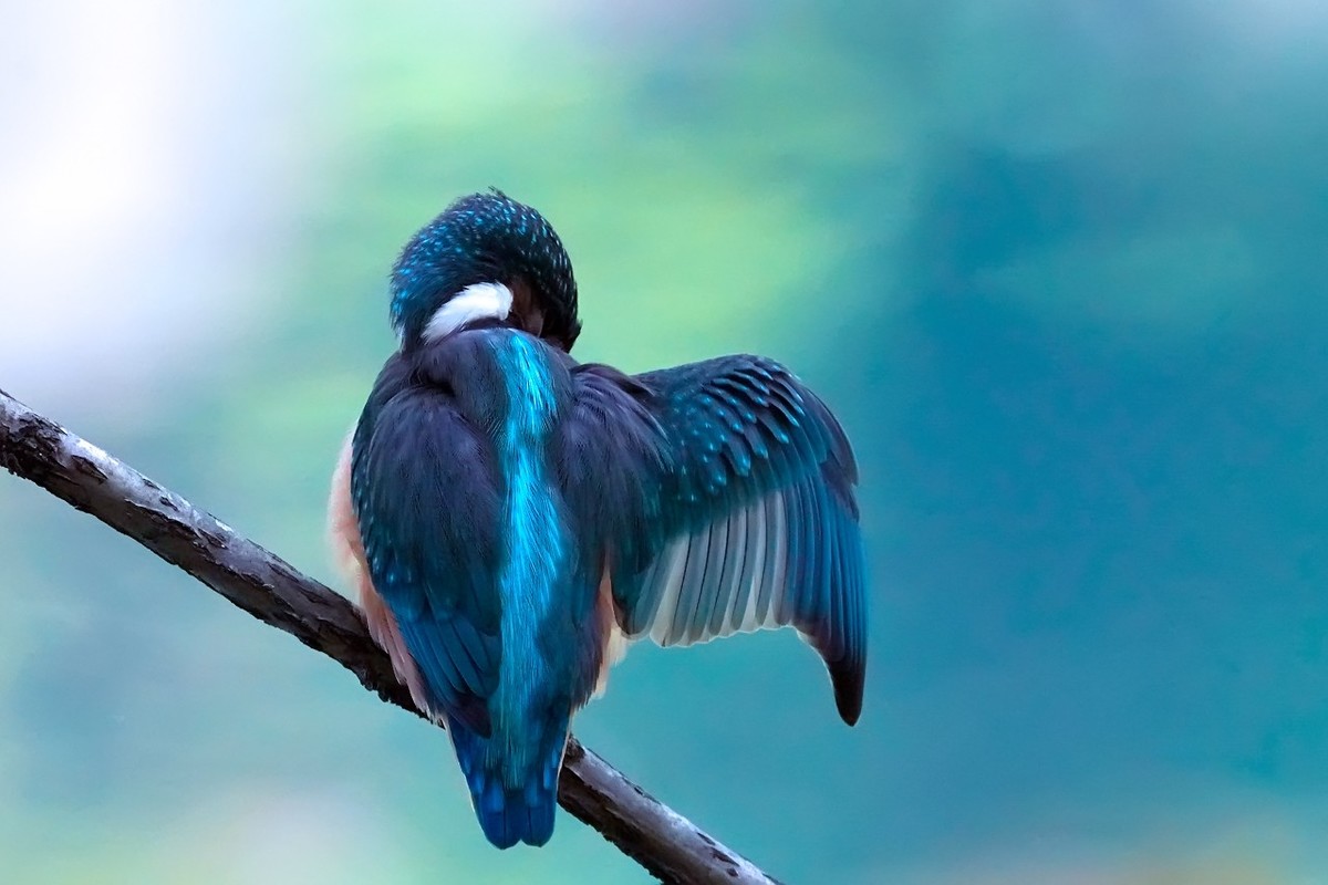 旧片_ 小翠鸟仔仔13