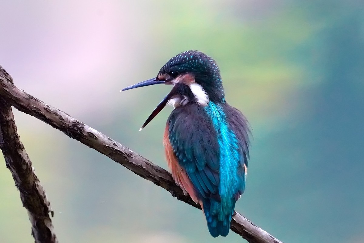 旧片_ 小翠鸟仔仔13