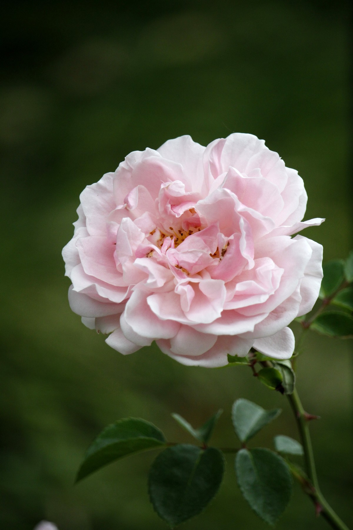 栅栏里的月季花之二