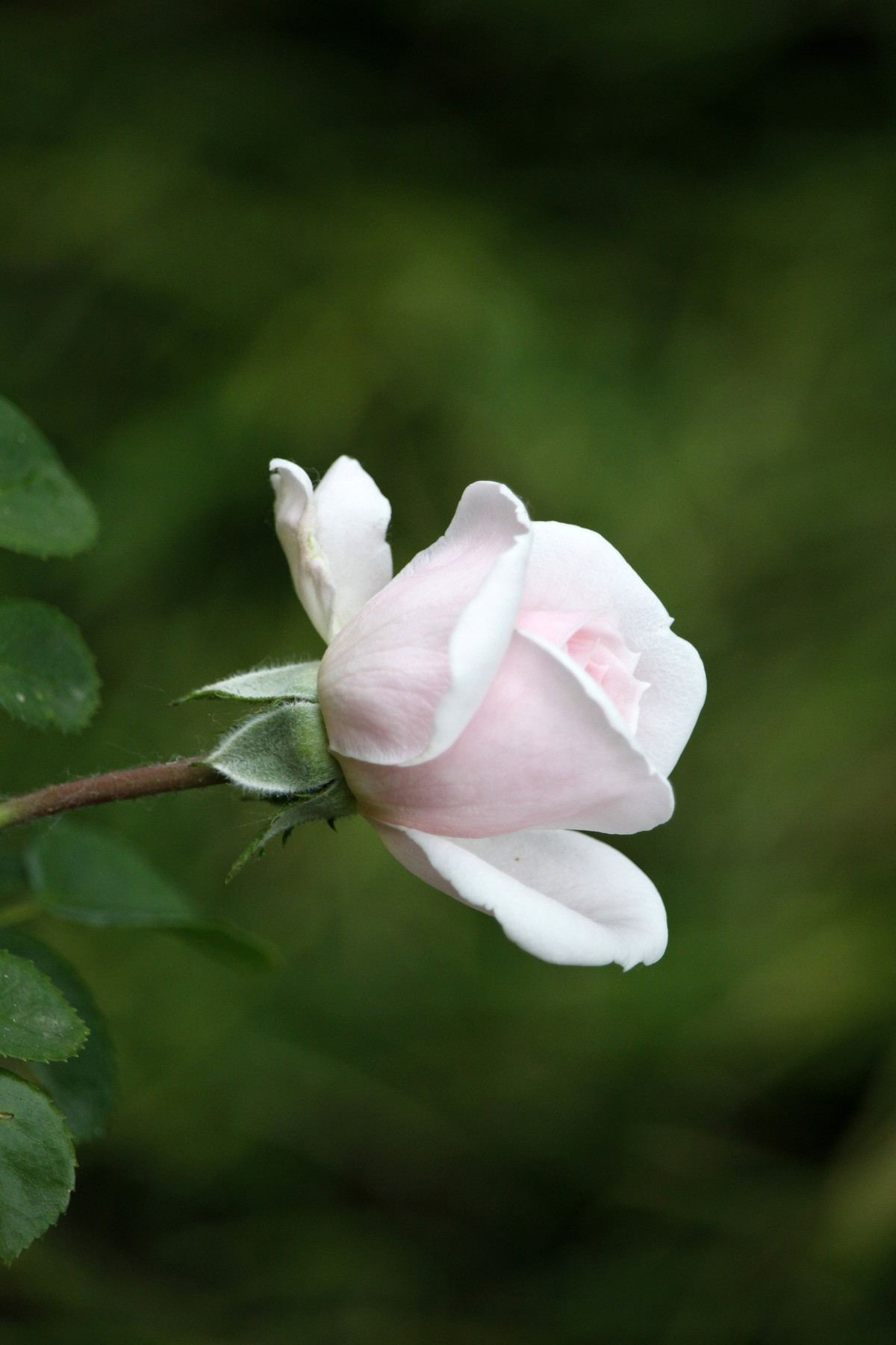栅栏里的月季花之二