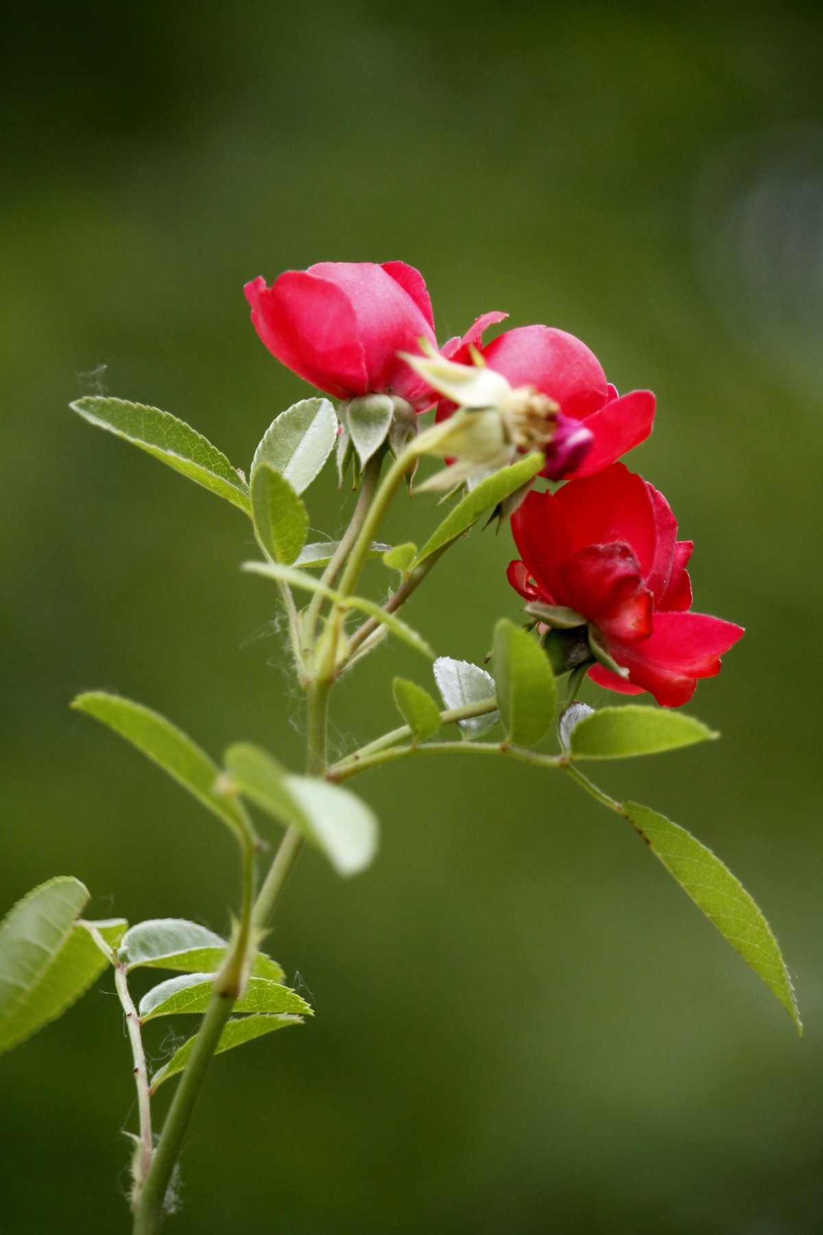 栅栏里的月季花之二
