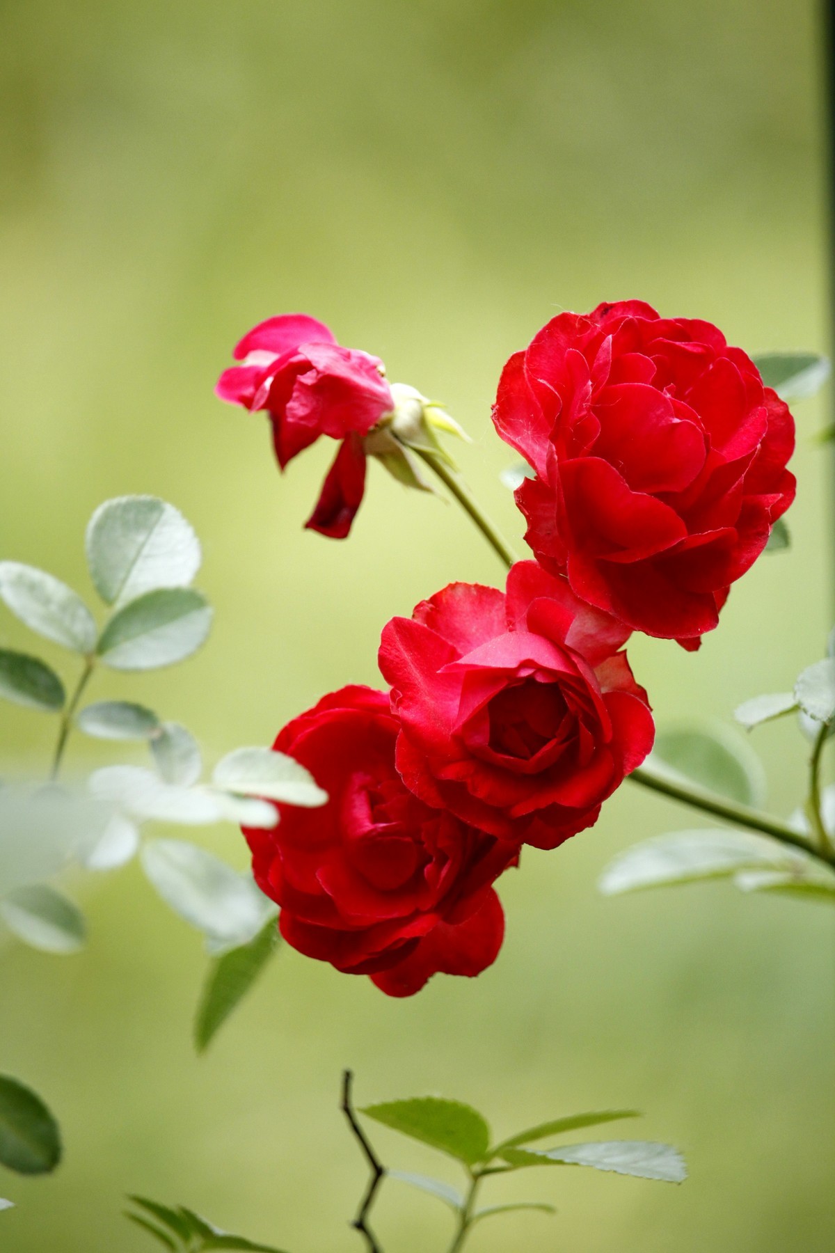 栅栏里的月季花之二