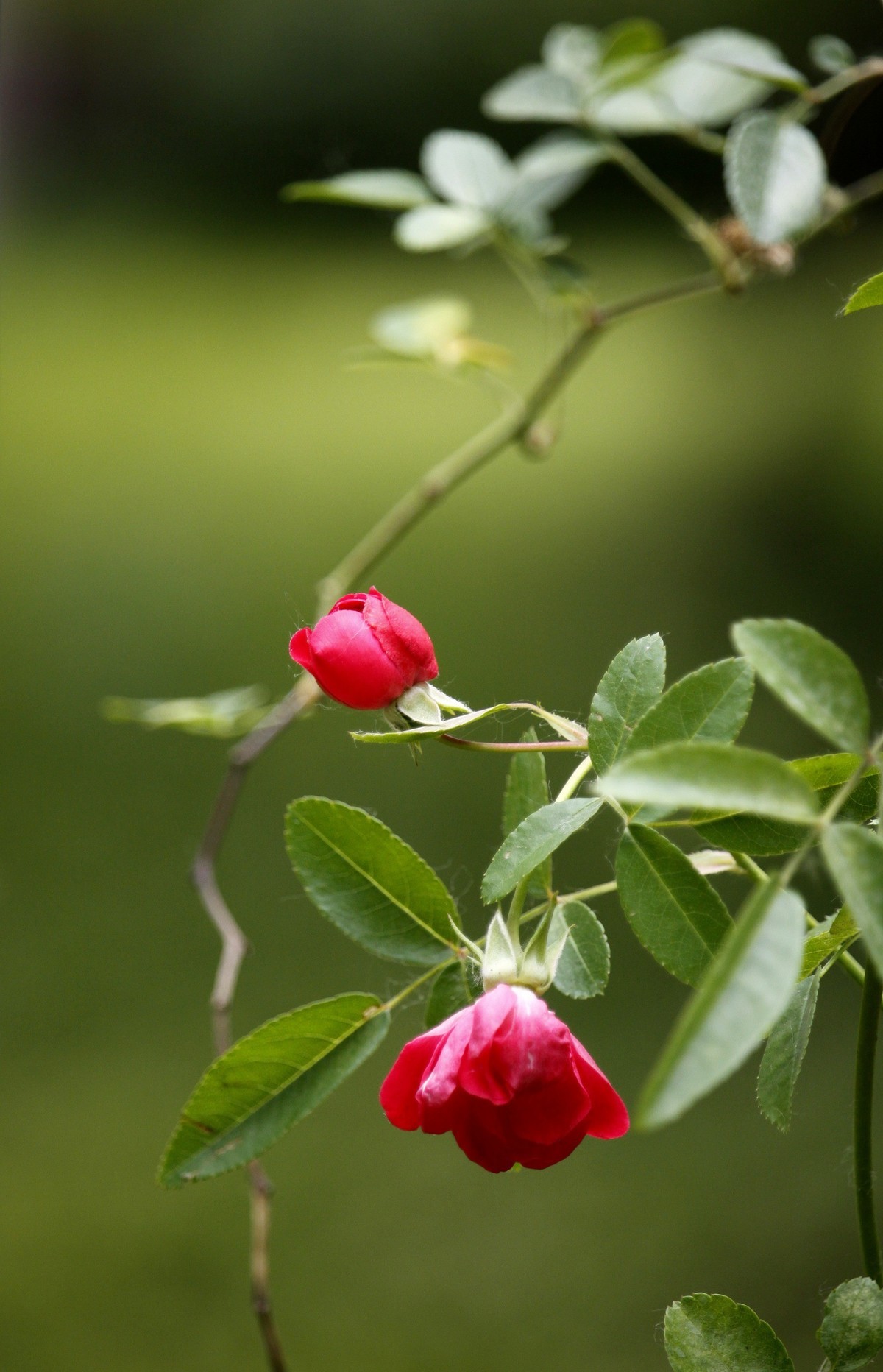 栅栏里的月季花之二