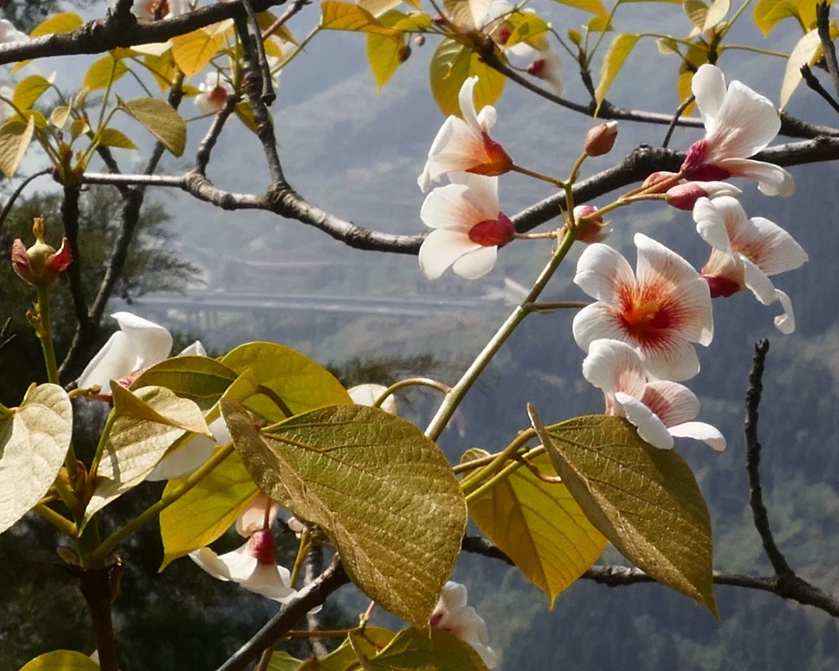 油        桐        花