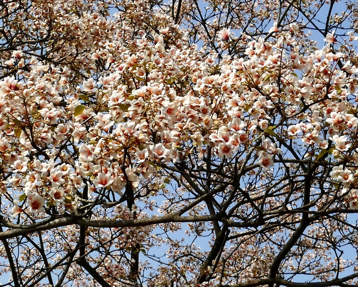 油        桐        花