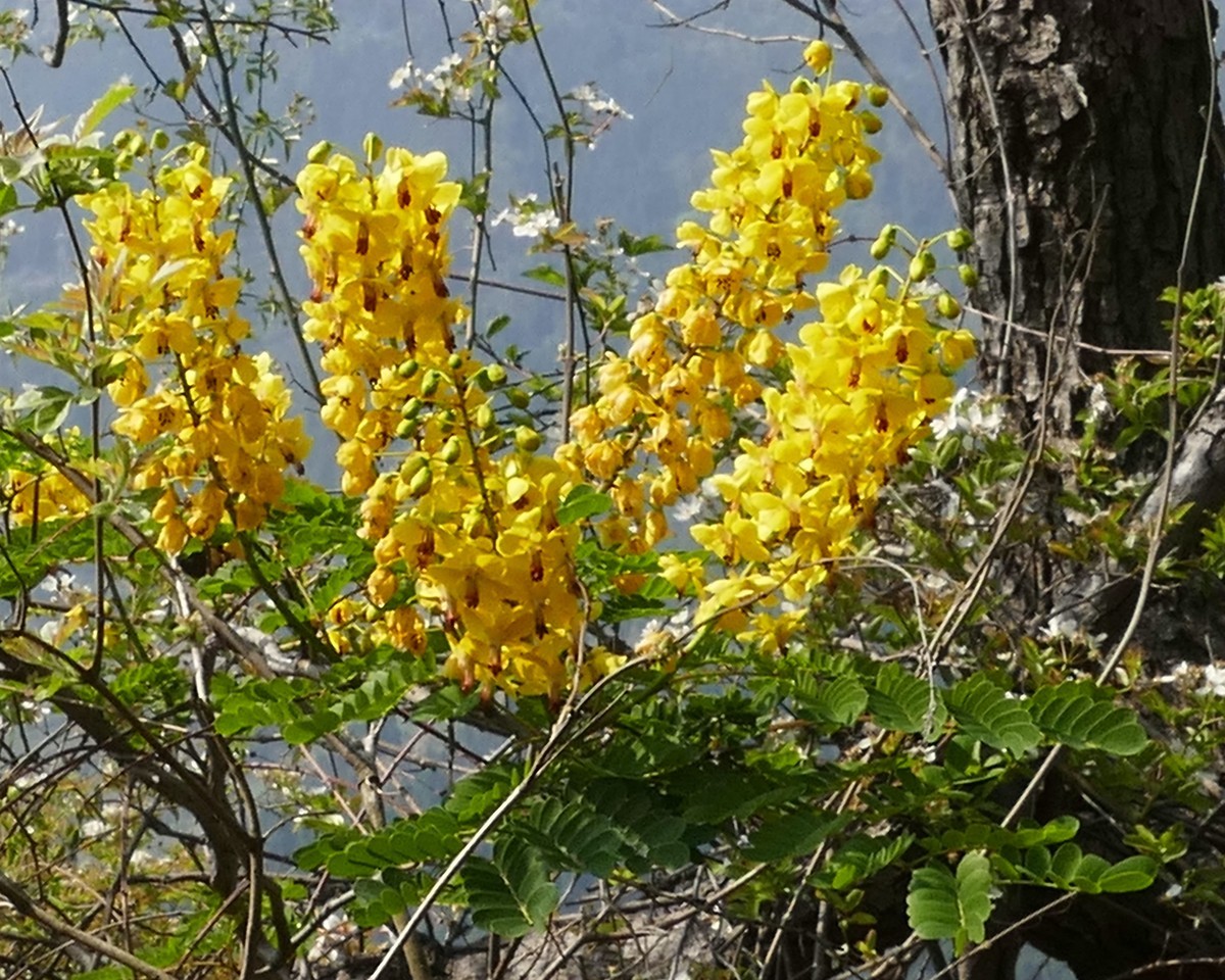 油        桐        花