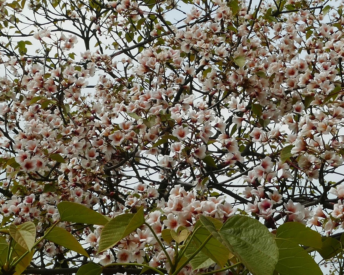 油        桐        花