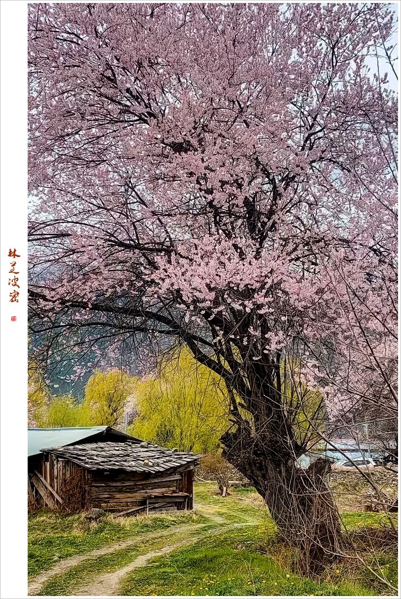 2023年第0236贴-林芝波密纪实抓拍（0409F）