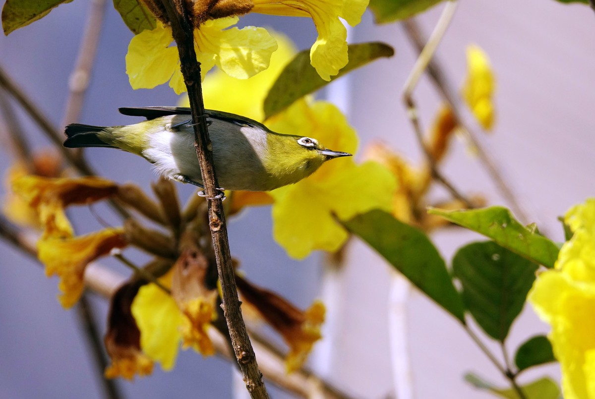 风鈴花上的绣眼 (十一)