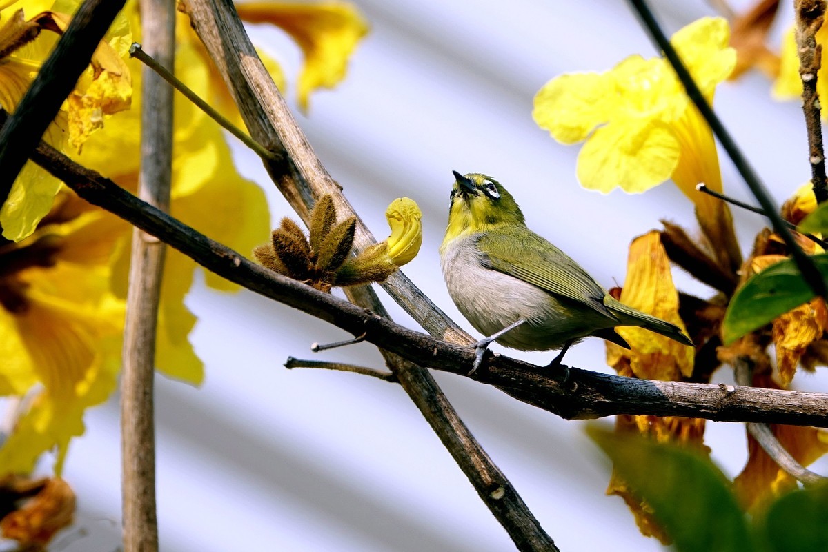 风鈴花上的绣眼 (十一)