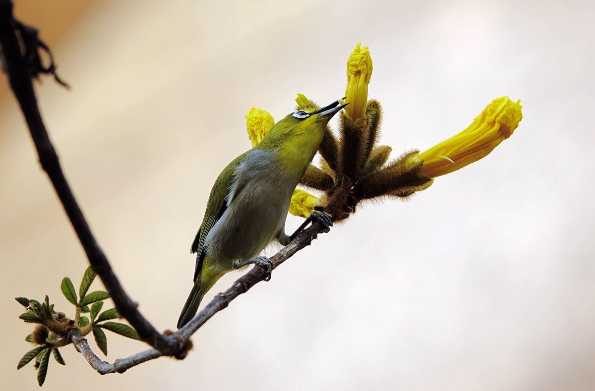 风鈴花上的绣眼 (十一)