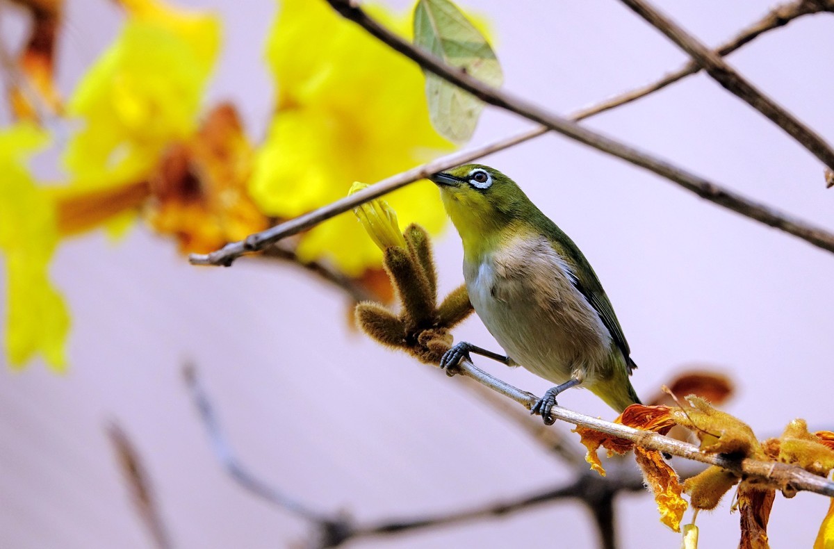 风鈴花上的绣眼 (十一)