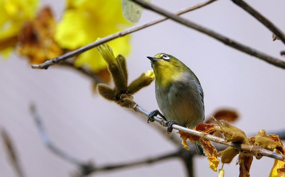 风鈴花上的绣眼 (十一)