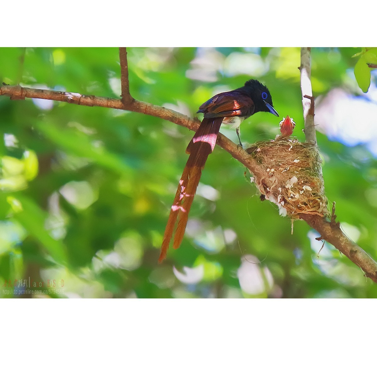 小绶带最后的影像