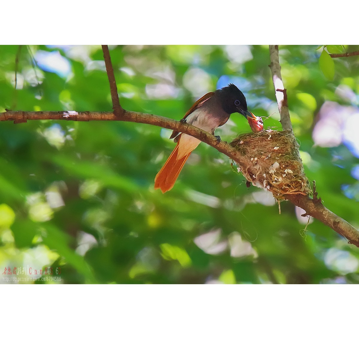 小绶带最后的影像