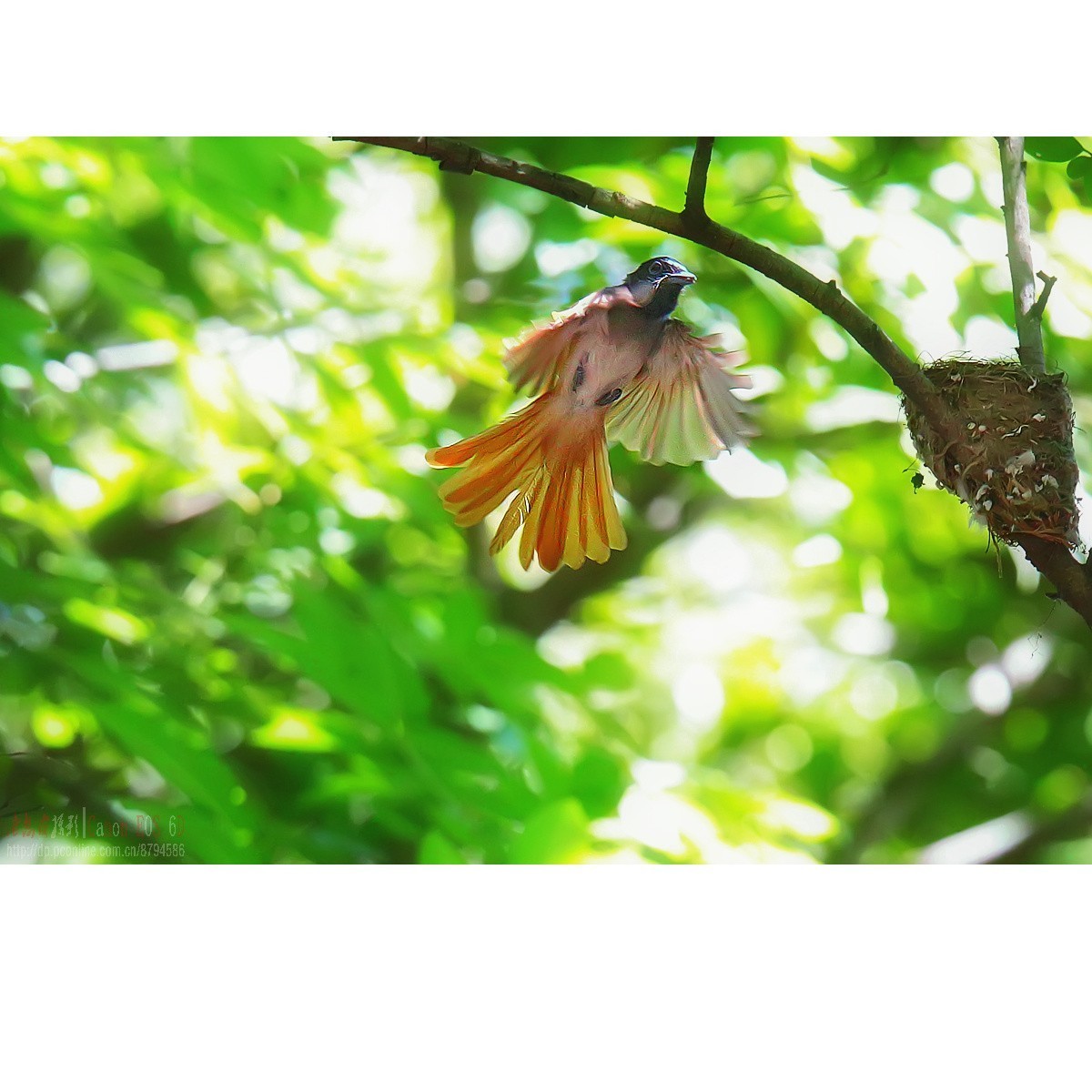 小绶带最后的影像