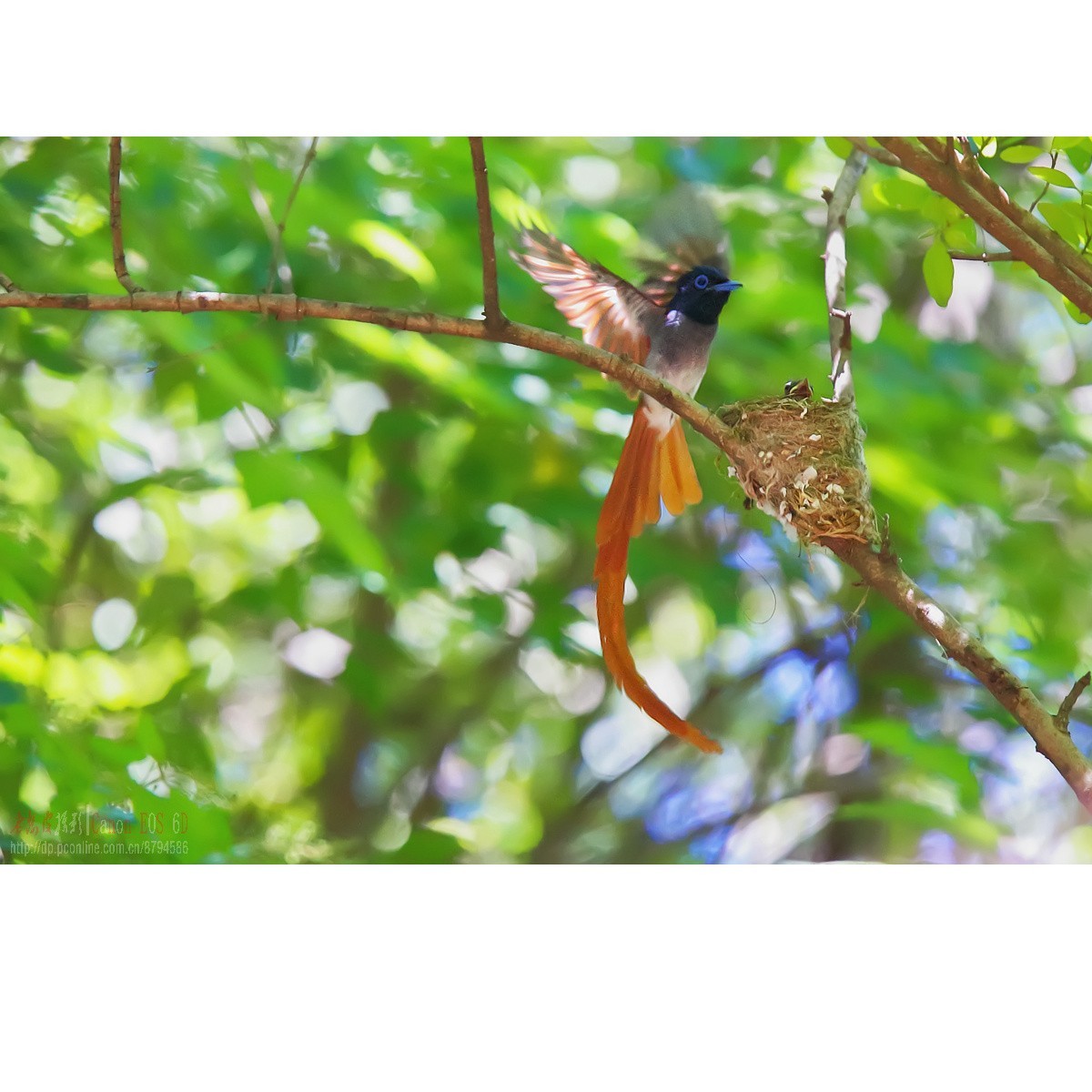 小绶带最后的影像