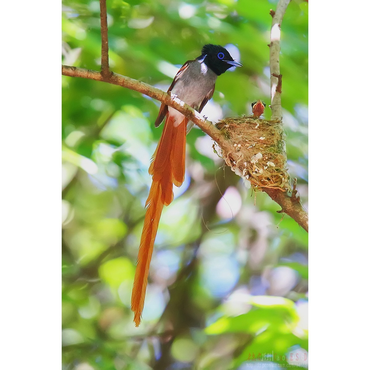 可怜的小绶带最后的影像