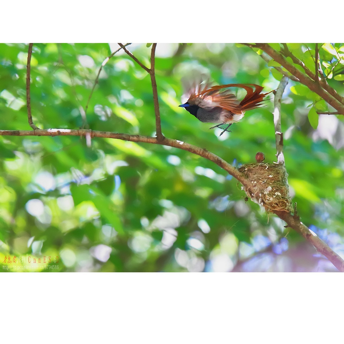 可怜的小绶带最后的影像
