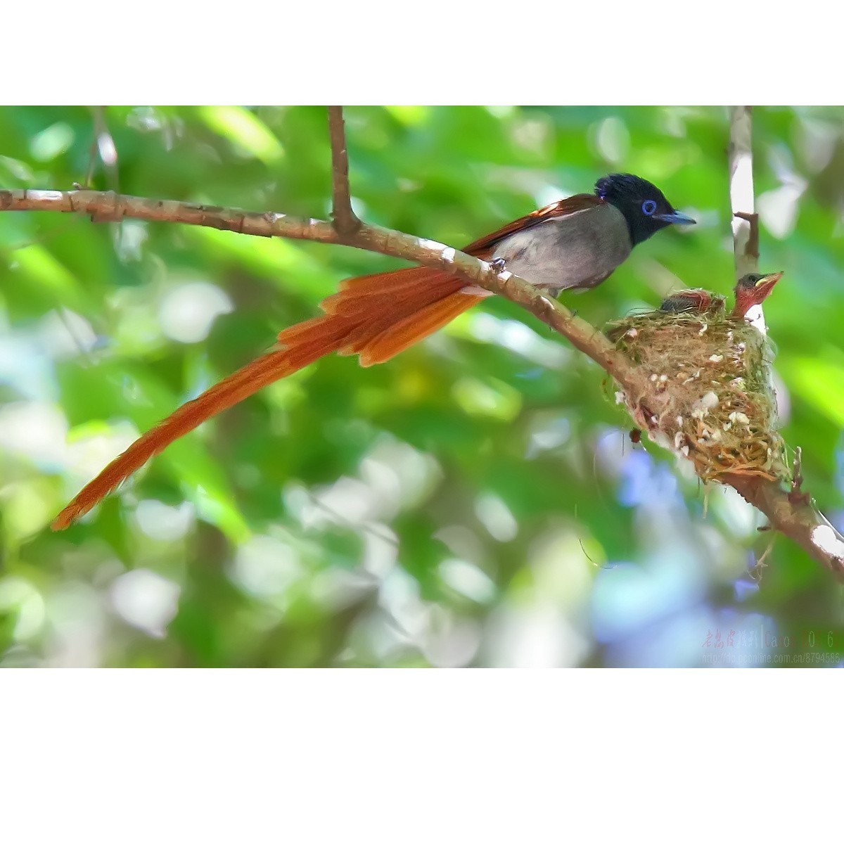 可怜的小绶带最后的影像