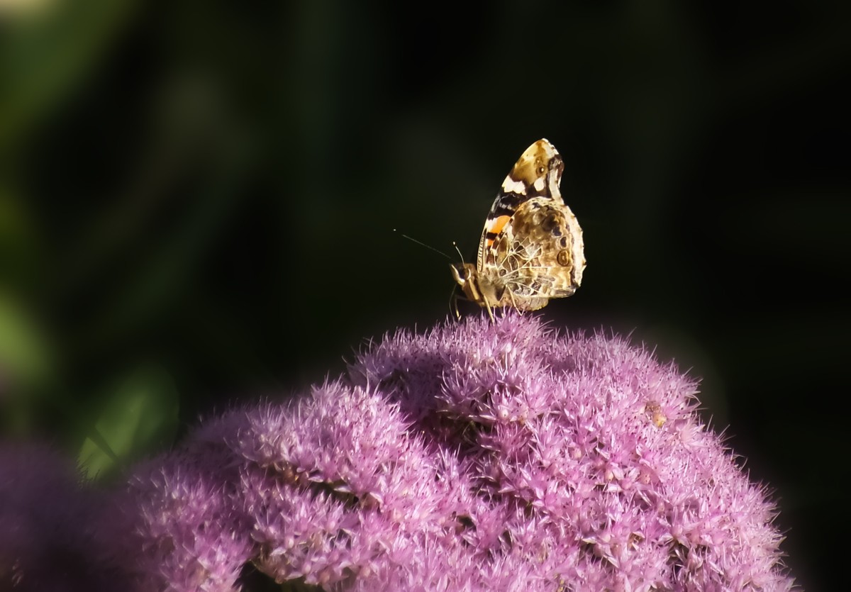 随拍（跳蛛与蝴蝶）