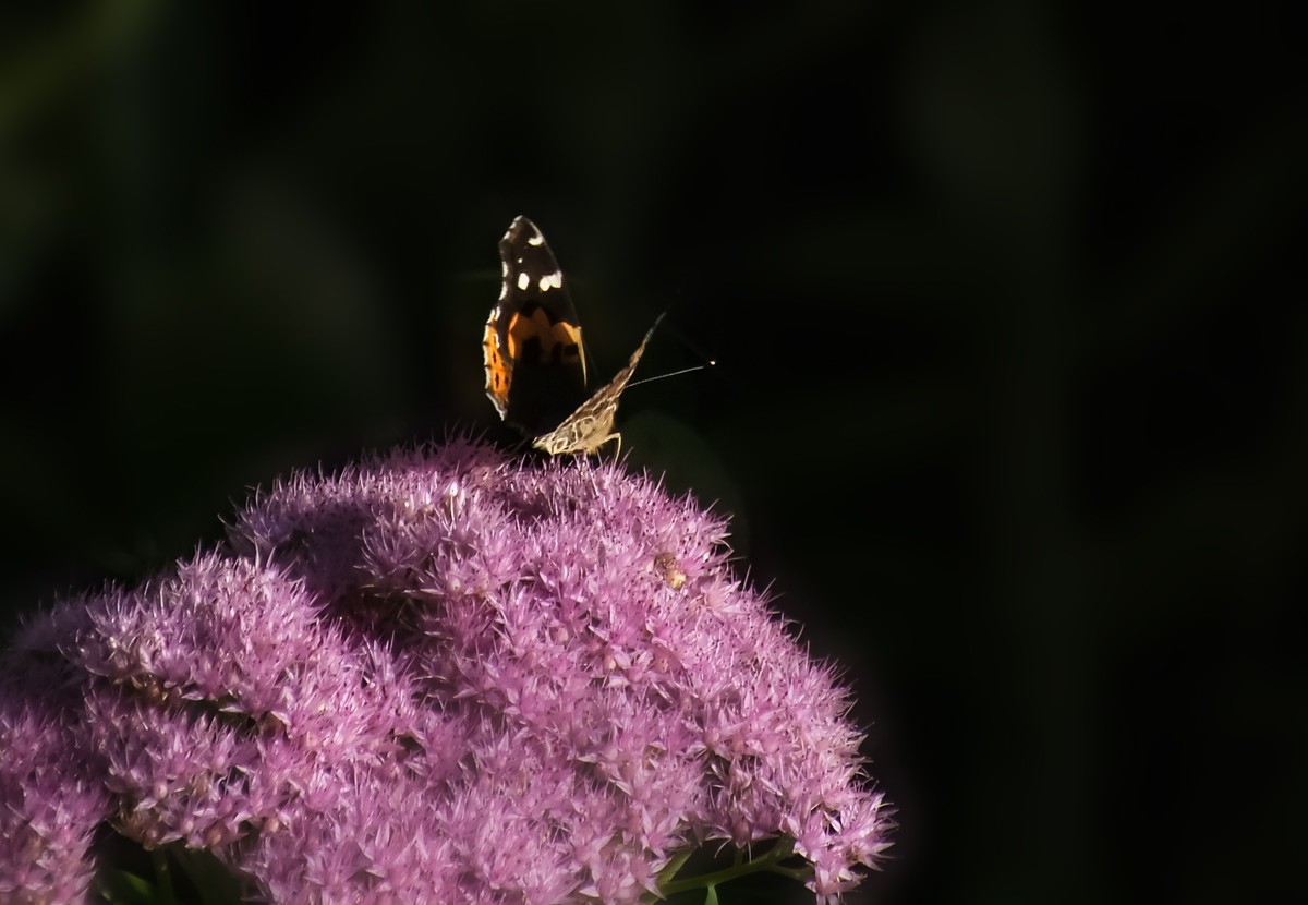 随拍（跳蛛与蝴蝶）