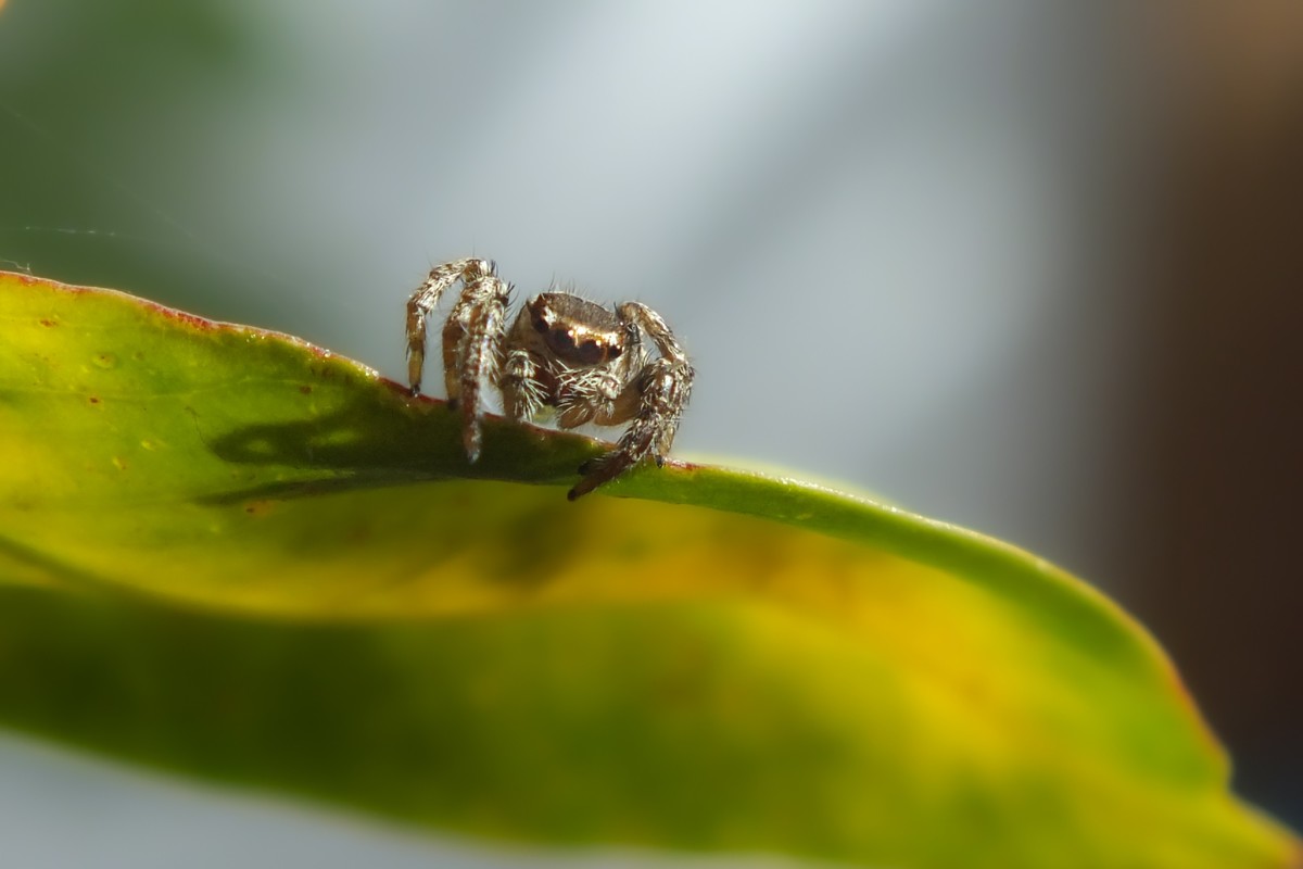 随拍（跳蛛与蝴蝶）