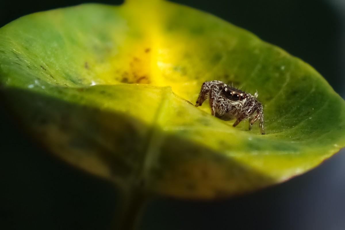 随拍（跳蛛与蝴蝶）