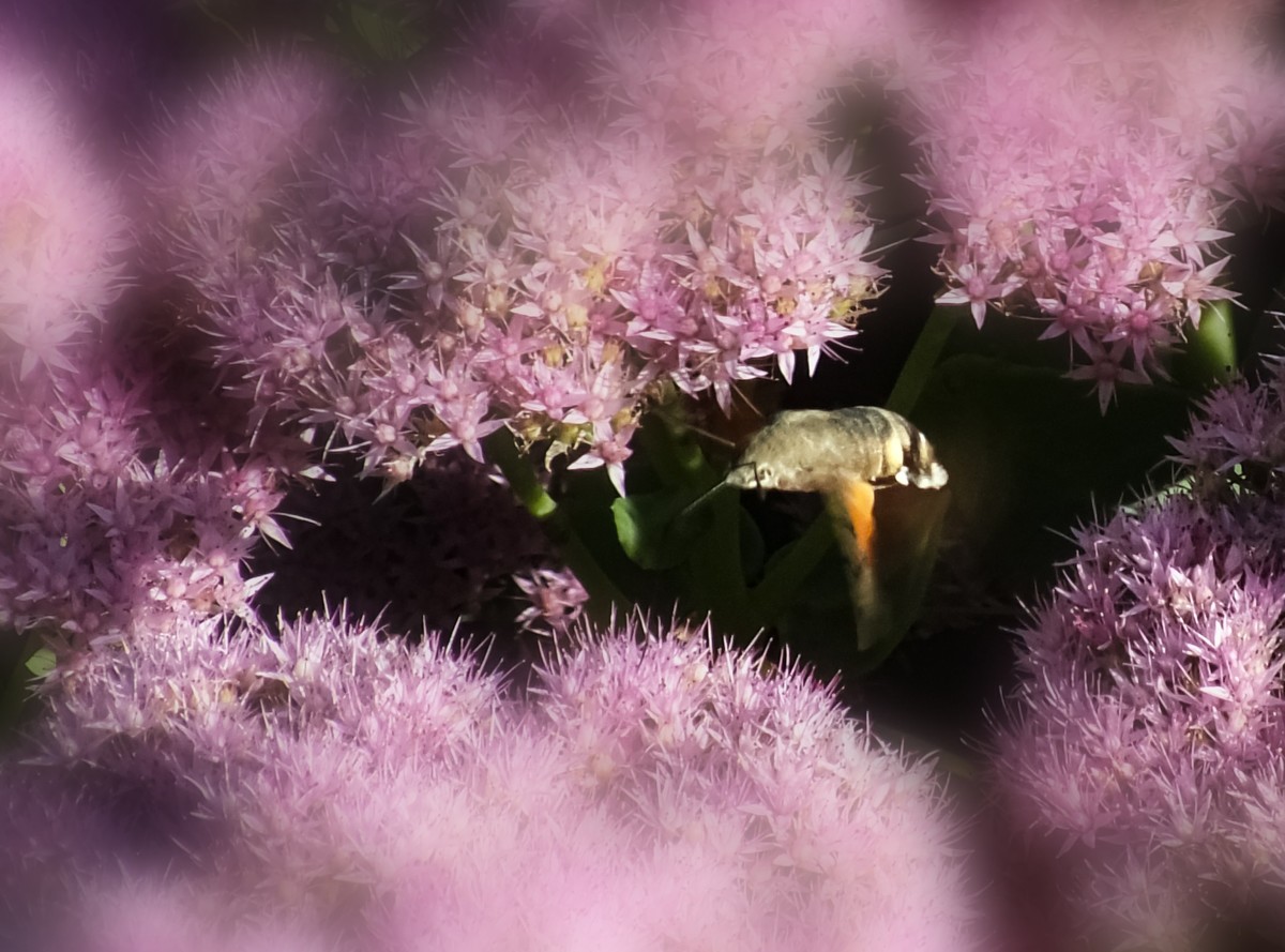 随拍（跳蛛与蝴蝶）
