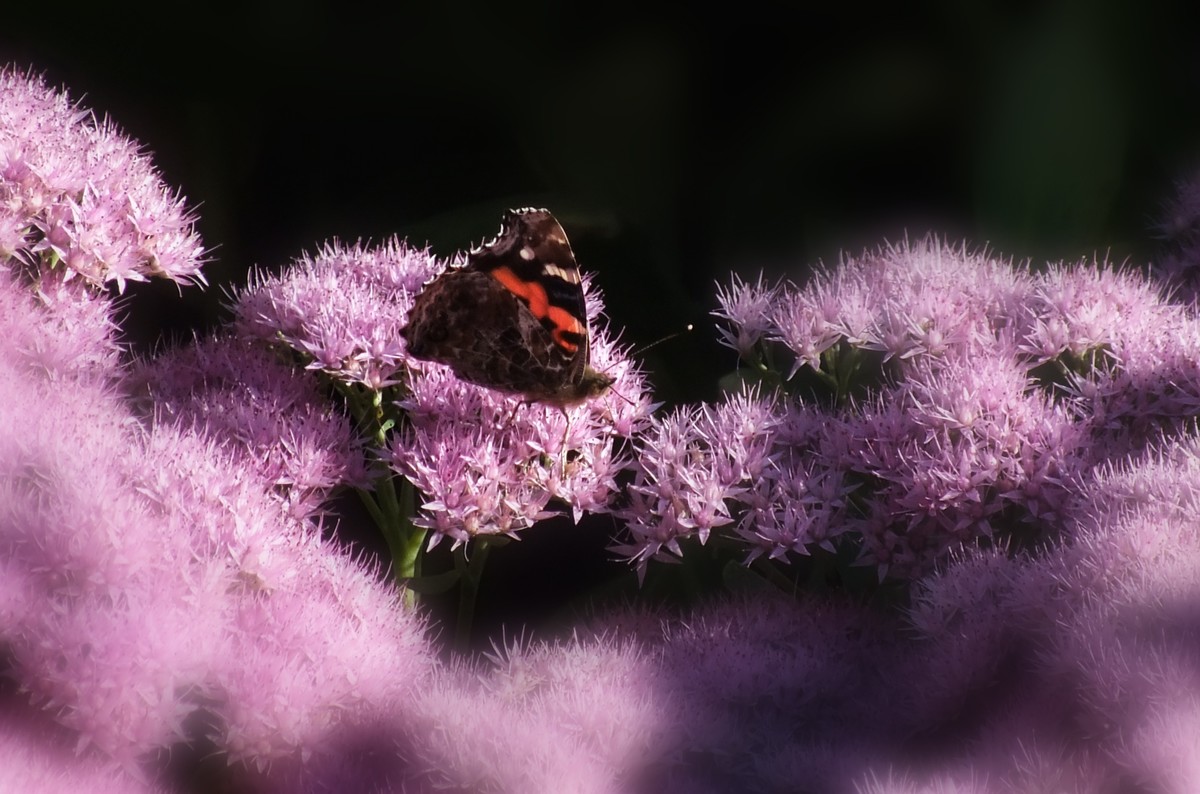 随拍（跳蛛与蝴蝶）