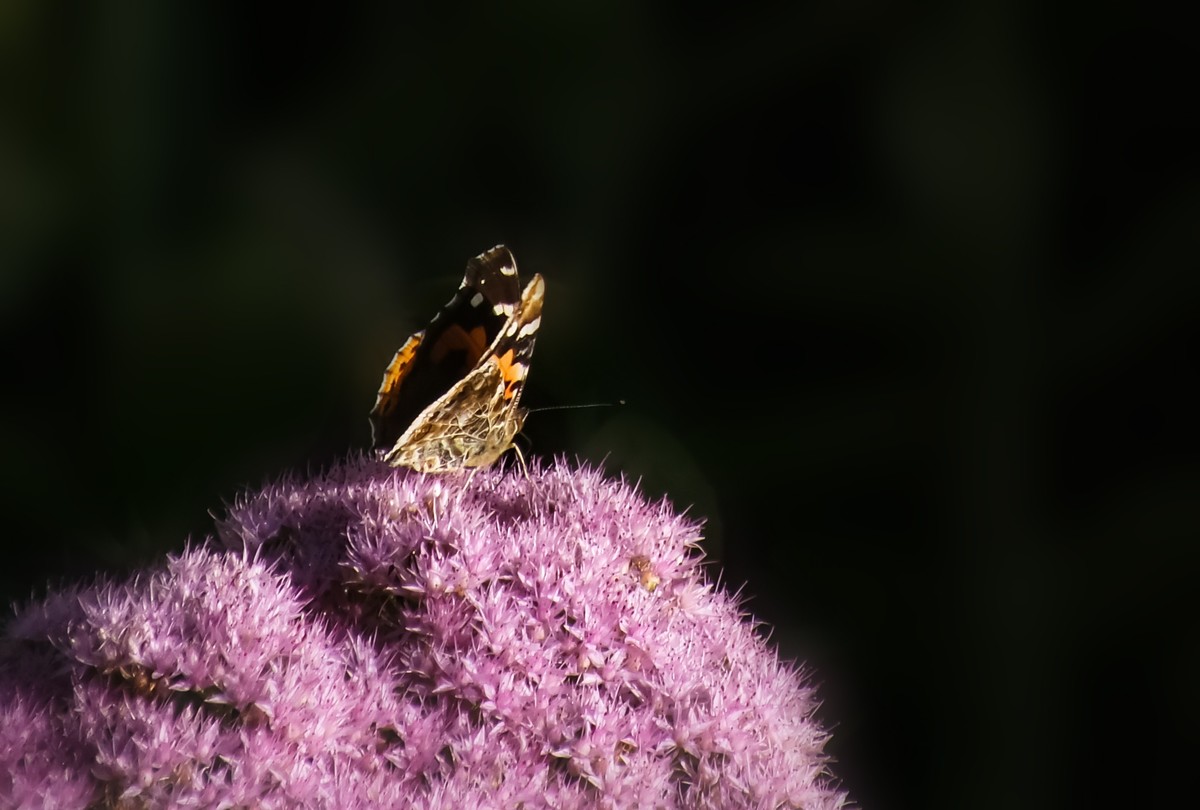 随拍（跳蛛与蝴蝶）