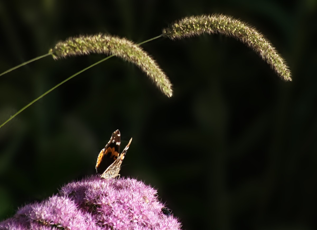 随拍（跳蛛与蝴蝶）