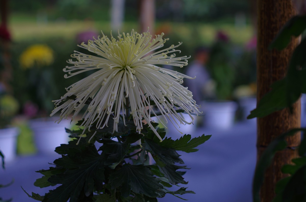 太苦玛标头拍菊展