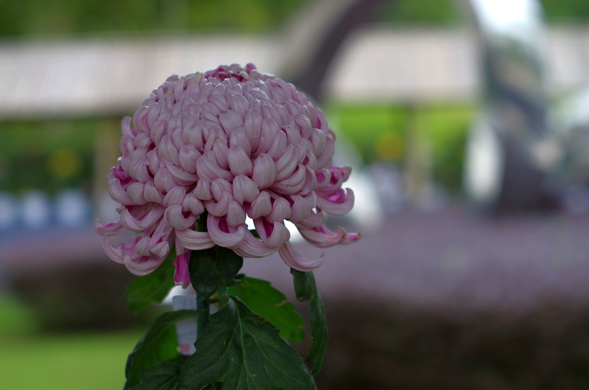 太苦玛标头拍菊展