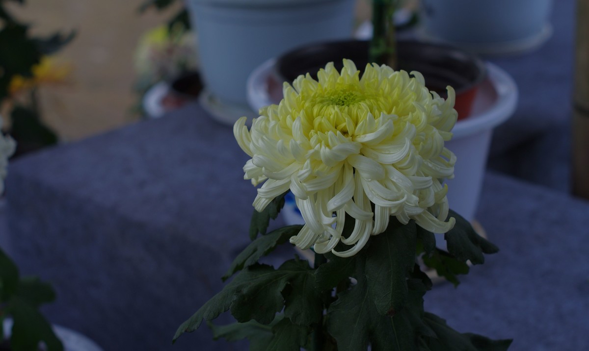 太苦玛标头拍菊展