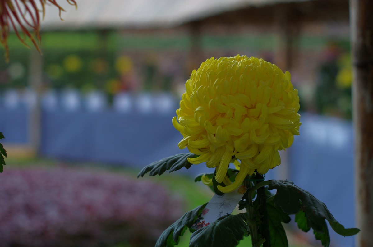 太苦玛标头拍菊展