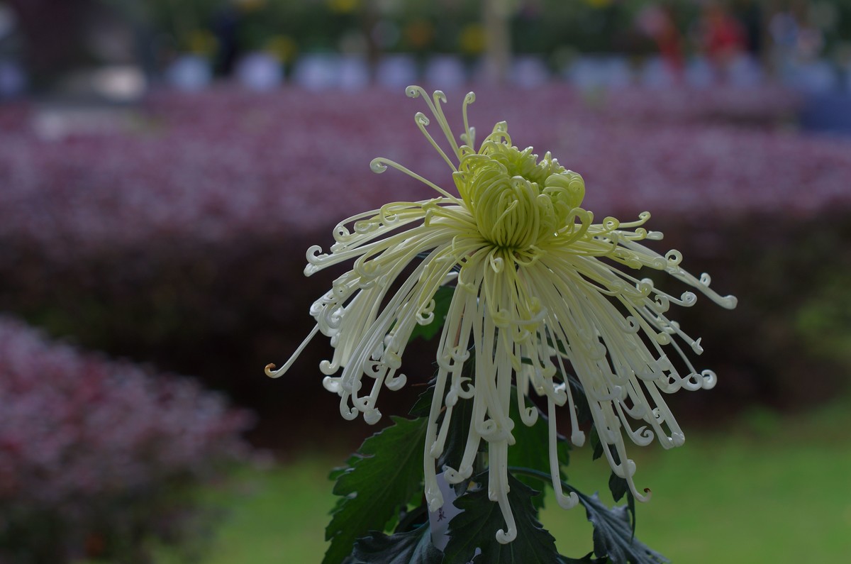 太苦玛标头拍菊展