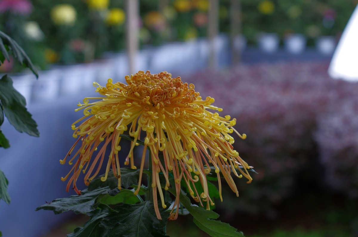 太苦玛标头拍菊展