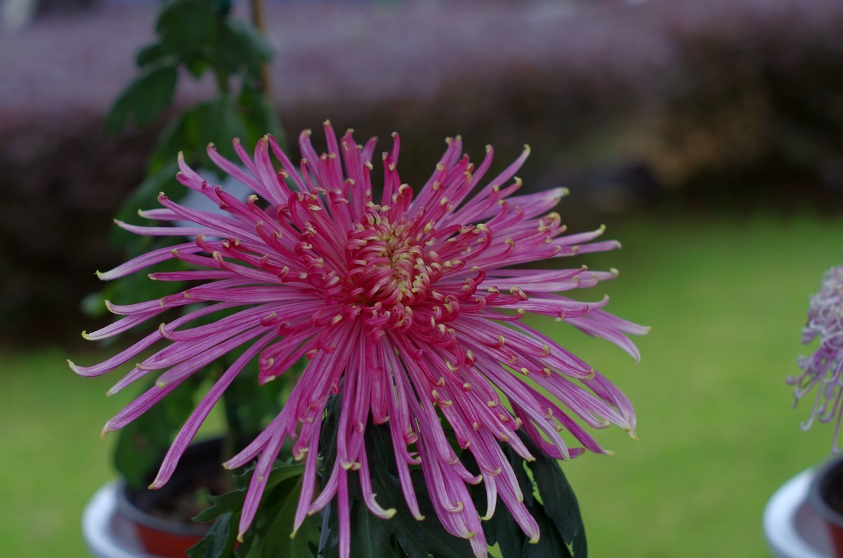 太苦玛标头拍菊展