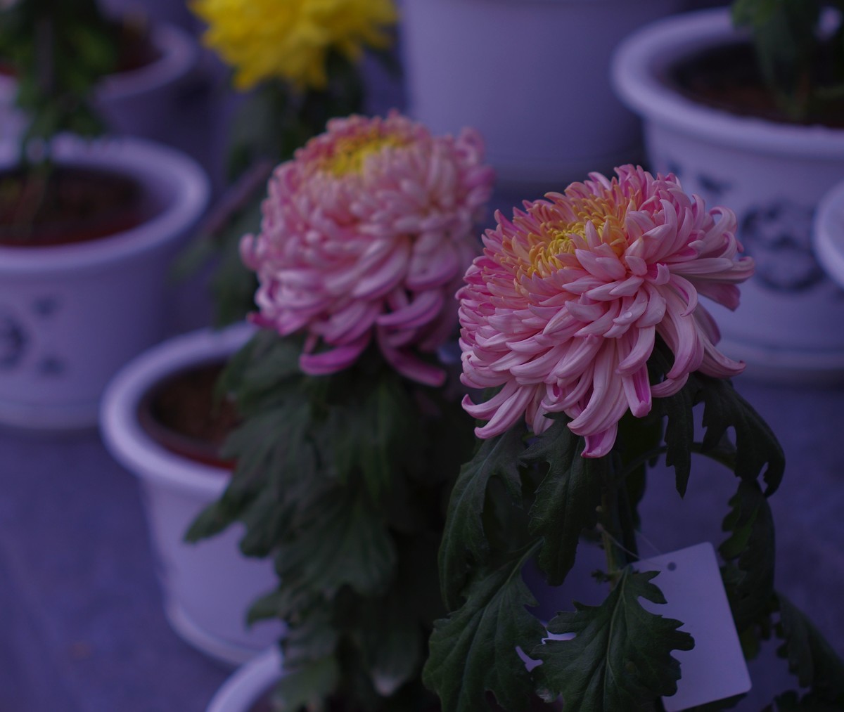 太苦玛标头拍菊展