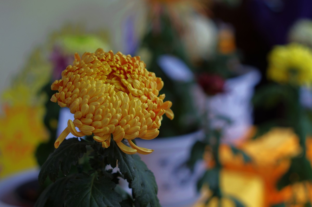 太苦玛标头拍菊展