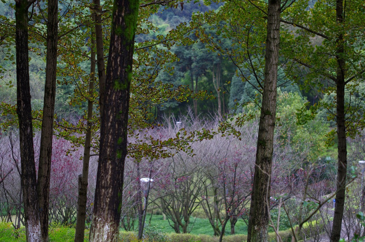 太苦玛标头拍菊展