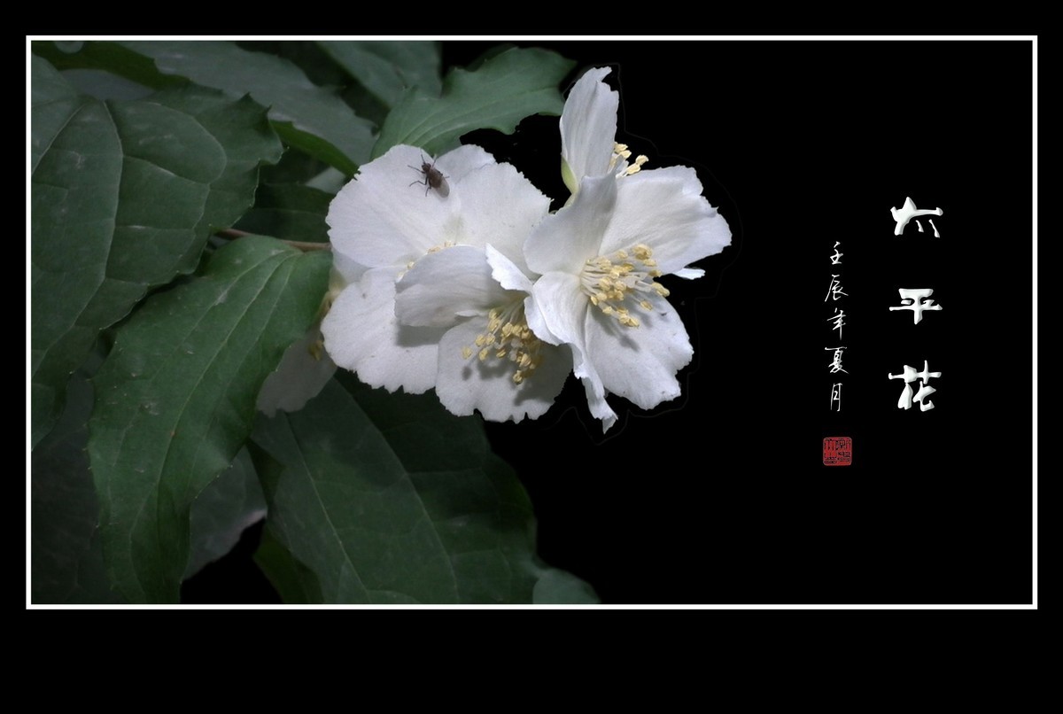 一组太平花祝新的一年太太平平